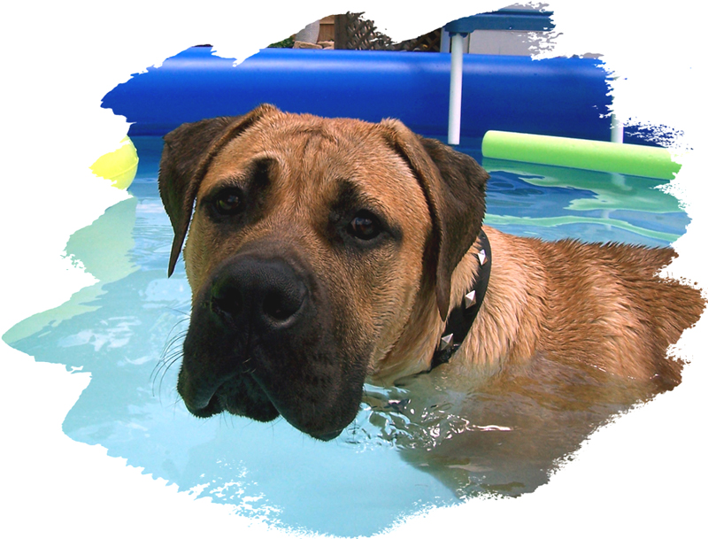 Tank, a South African Boerboel Mastiff, swims in his family's kiddie swimming pool